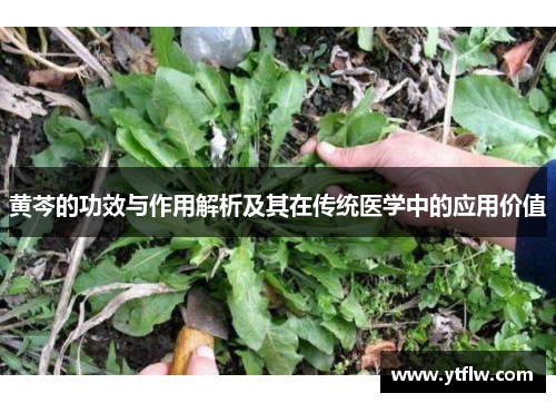 黄芩的功效与作用解析及其在传统医学中的应用价值